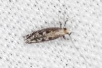Parornix torquillella