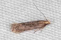 Stomopteryx spathulella