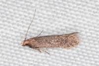 Stomopteryx spathulella