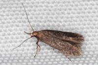 Stomopteryx spathulella