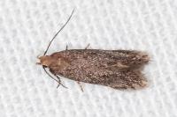 Stomopteryx spathulella