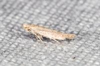 Bedellia ehikella