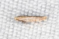 Bedellia ehikella
