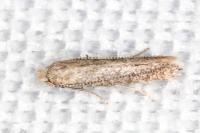 Bedellia ehikella