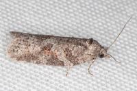 Eana clercana