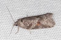 Eana clercana