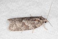 Eana clercana