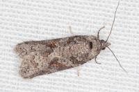 Eana clercana