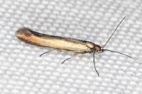 Coleophora frischella