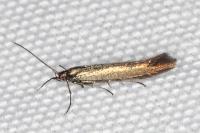 Coleophora frischella