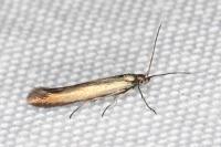 Coleophora frischella