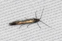 Coleophora frischella