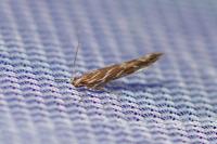 Pyroderces argyrogrammos