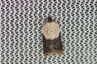 Acleris variegana