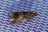Ancylis achatana