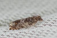 Ancylis achatana