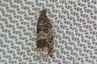 Ancylis achatana