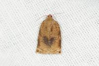 Archips podana