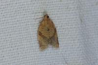 Clepsis consimilana