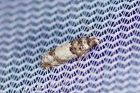 Epinotia thapsiana
