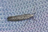 Yponomeuta
