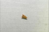 Tischeria