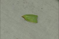 Tortrix viridana