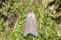 Tortricodes alternella