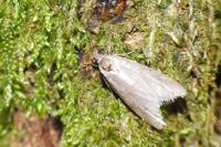 Tortricodes alternella