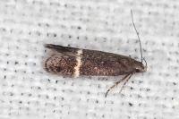 Aproaerema suecicella