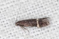 Aproaerema suecicella