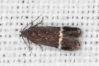Aproaerema suecicella