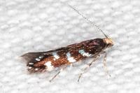 Oxypteryx superbella