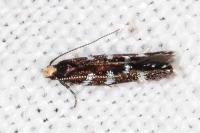 Oxypteryx superbella