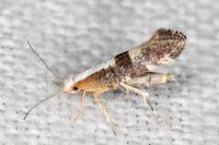 Argyresthia spinosella