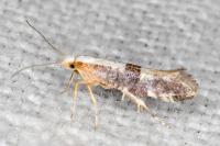 Argyresthia spinosella