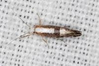 Argyresthia spinosella