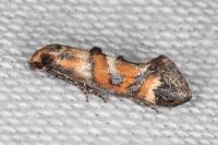 Epermenia pontificella