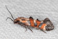 Epermenia pontificella