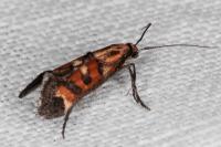 Epermenia pontificella