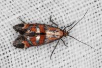 Epermenia pontificella