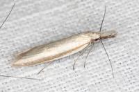 Pleurota pungitiella