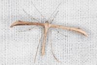 Emmelina monodactyla