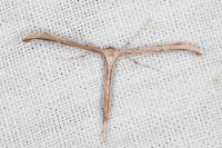 Emmelina monodactyla