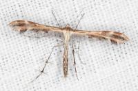 Oxyptilus