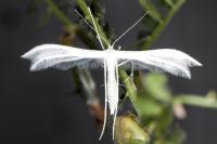 Pterophorus pentadactylus