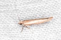 Zelleria hepariella