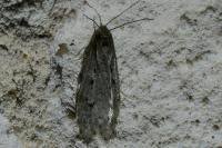 Semioscopis avellanella