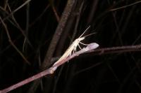 Ypsolopha mucronella