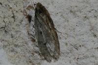 Semioscopis avellanella